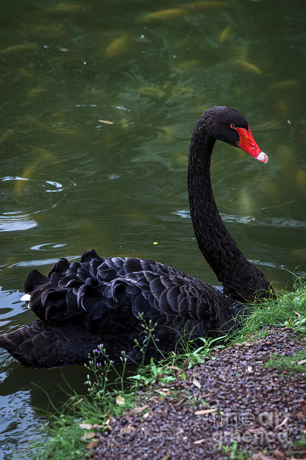 Black Swan  Photograph by Elijah Rael
