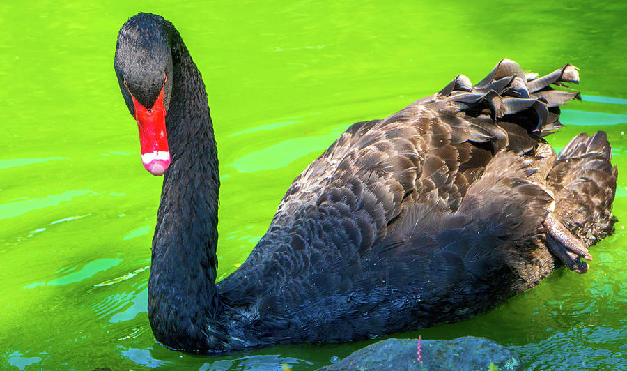 Black Swan Full Body Intense Stare Photograph by Jason Fink