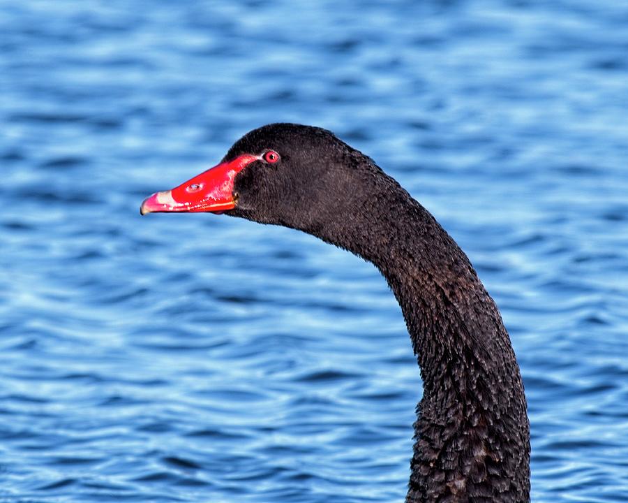 Bird Photograph - Black Swan Head by Steven Ralser