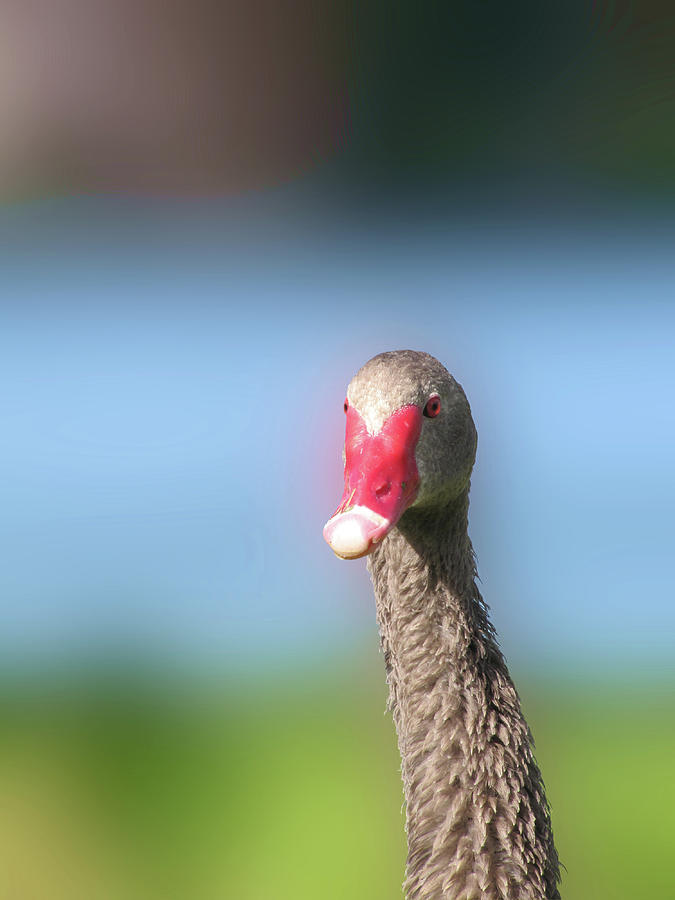 Black Swan Head with blurred background Photograph by Christopher Mercer