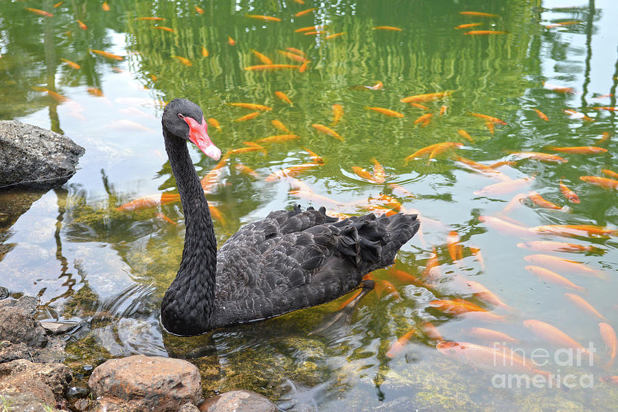 Black Swan in a Goldfish Pond Photograph by Catherine Sherman