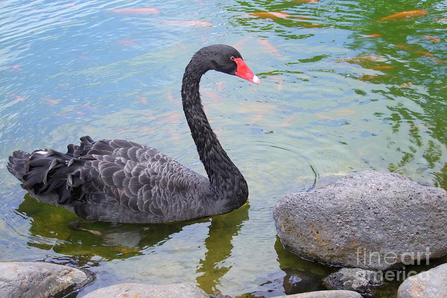 Feather Photograph - Black Swan in a Pond by Mary Deal