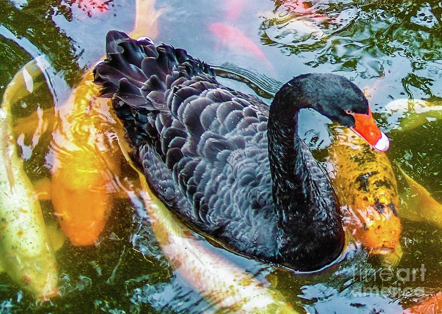 Swan Photograph - Black Swan In The Coy Pond by D Davila