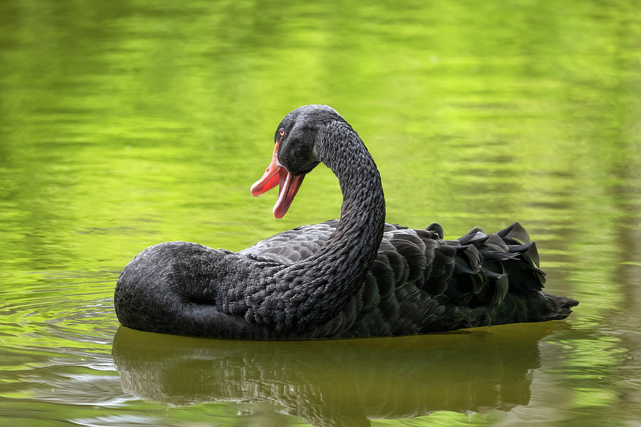 Black Swan In The Lake Photograph by Artur Bogacki