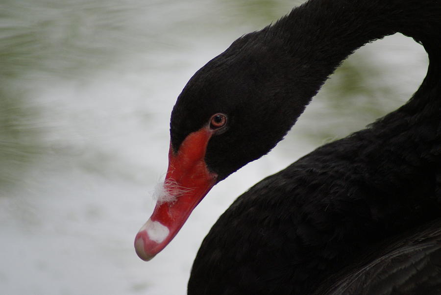 Swan Photograph - Black Swan by Jean Haynes