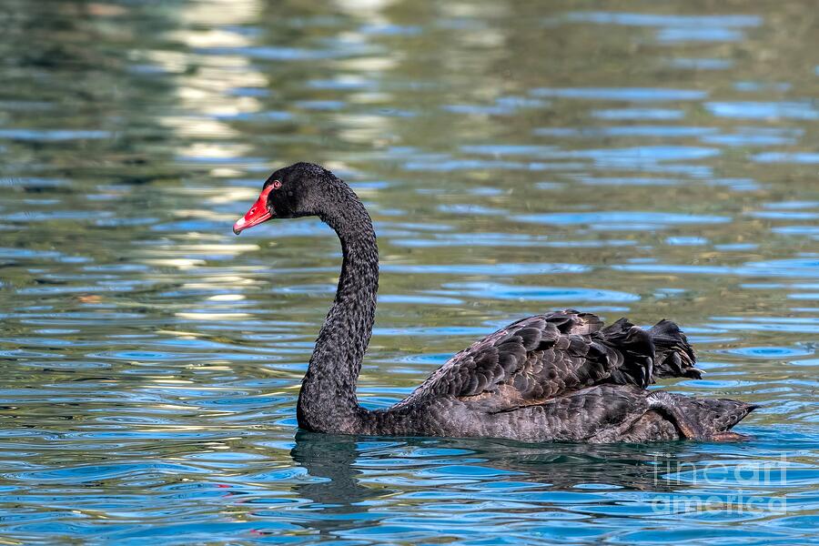Swan Photograph - Black Swan by Jennifer Jenson