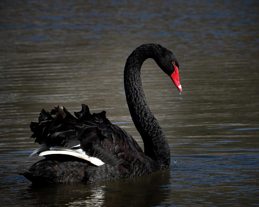 Black Swan Photograph by Mindy Musick King
