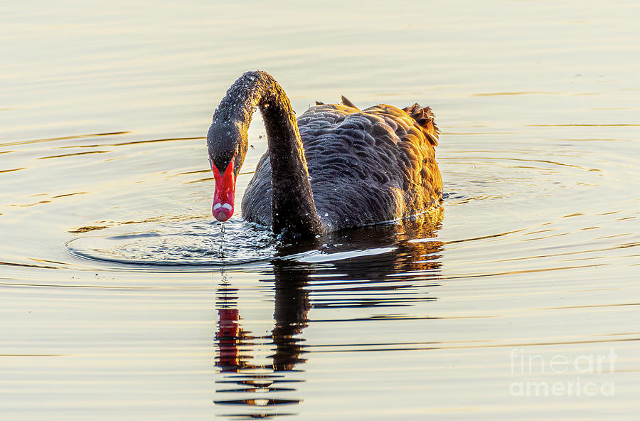 Black Swan Photograph by Nick Boren