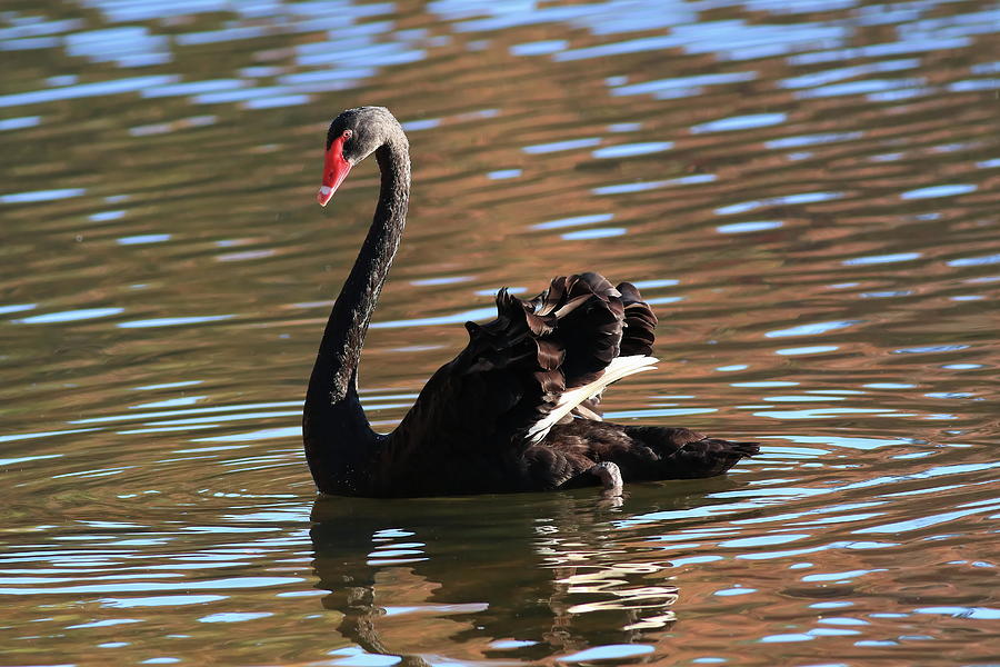 Black Swan of Furman University Photograph by Carol Montoya