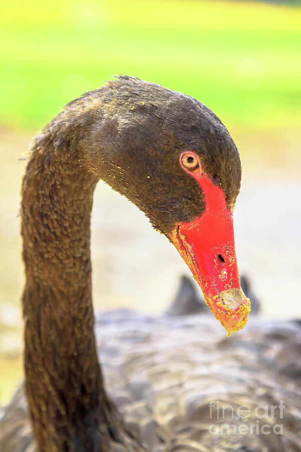 Black Swan portrait Photograph by Benny Marty