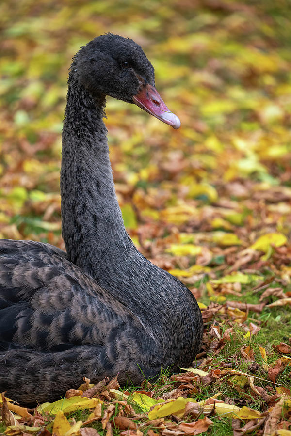 Black Swan Portrait In Autumn Foliage Photograph by Artur Bogacki