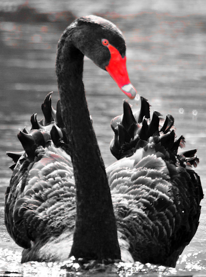 Black Swan Portrait Photograph by Mary Walchuck