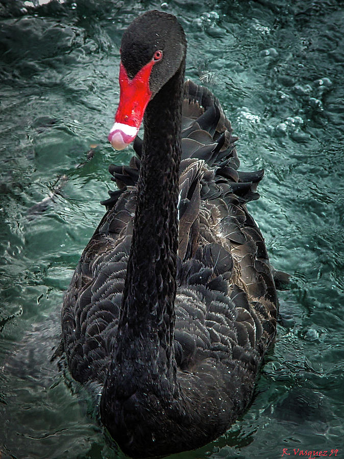 Black Swan Photograph by Rene Vasquez
