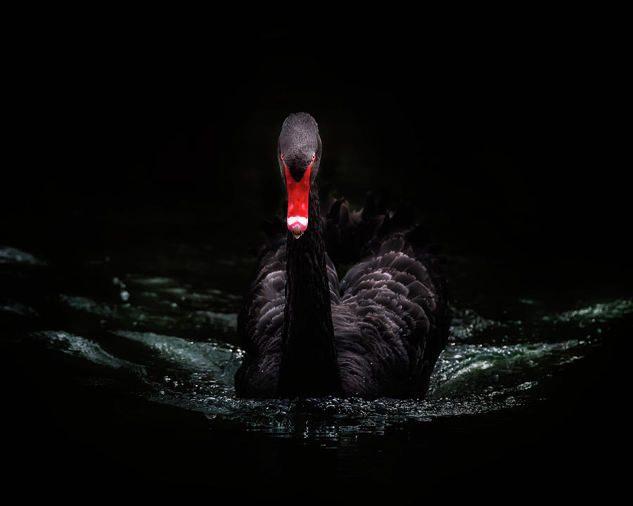 Black Swan Photograph by Rosette Doyle