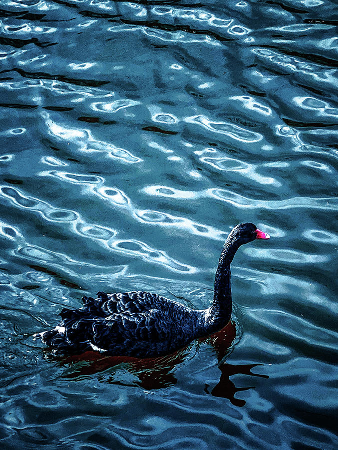 Black swan Photograph by Veronique Smith - Fine Art America