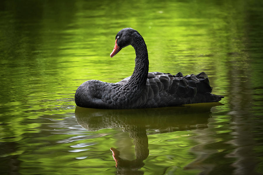 Black Swan With Eyes Closed Photograph by Artur Bogacki