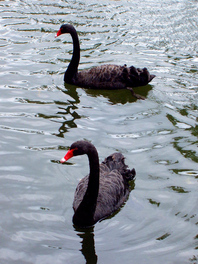 Bird Photograph - Black Swans by Deborah  Crew-Johnson
