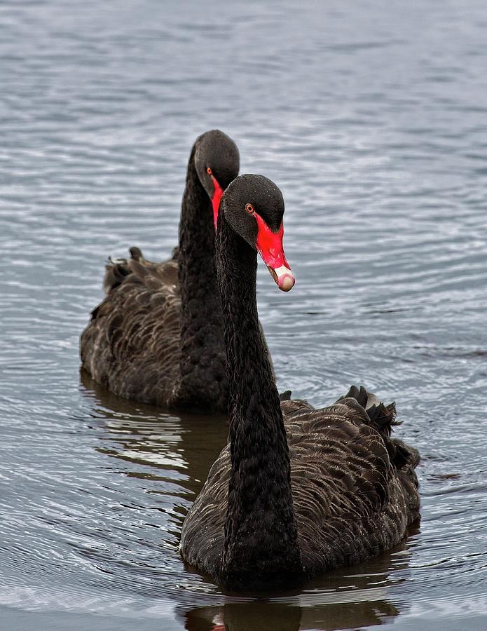 Color Photograph - Black Swans by Matthew Adelman Color Photograph - Black Swans by Matthew Adelman