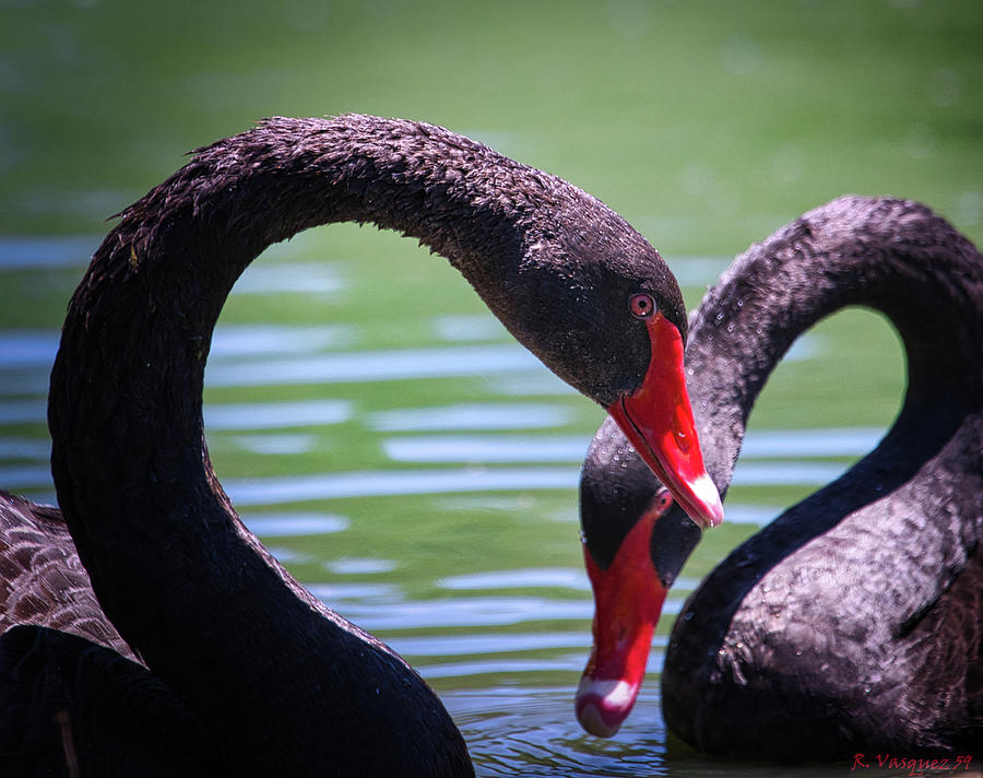 Black Swans Photograph by Rene Vasquez