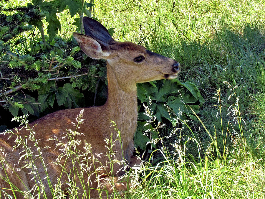 Black Tail Deer 1 Photograph by John Trommer | Pixels