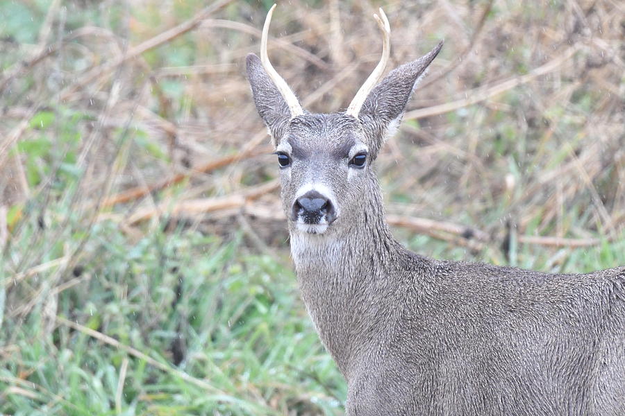 Black Tail Deer Photograph by Connie Doherty - Fine Art America