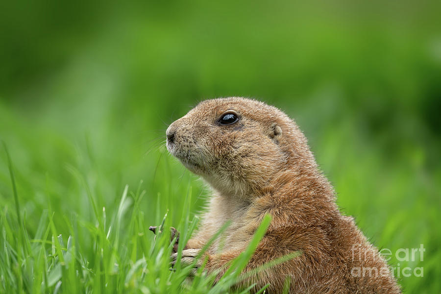 do prairie dogs have tails