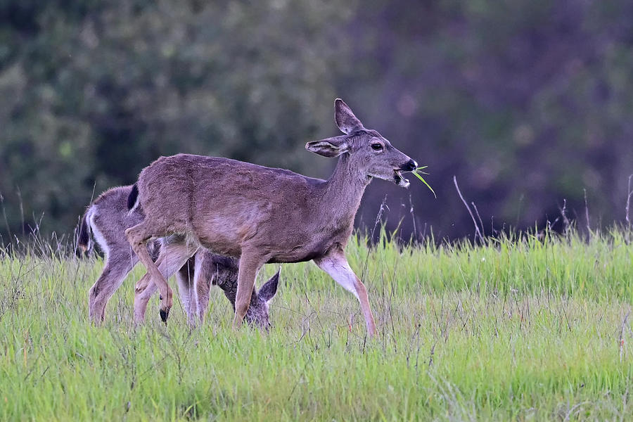 Black-tailed Deer - Odocoileus hemionus Photograph by Amazing Action Photo Video