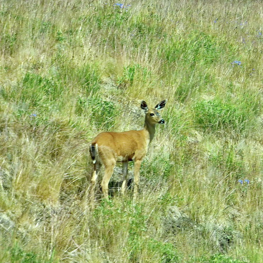 Black-tailed Deer, Olympic National Park Photograph by Lyuba Filatova