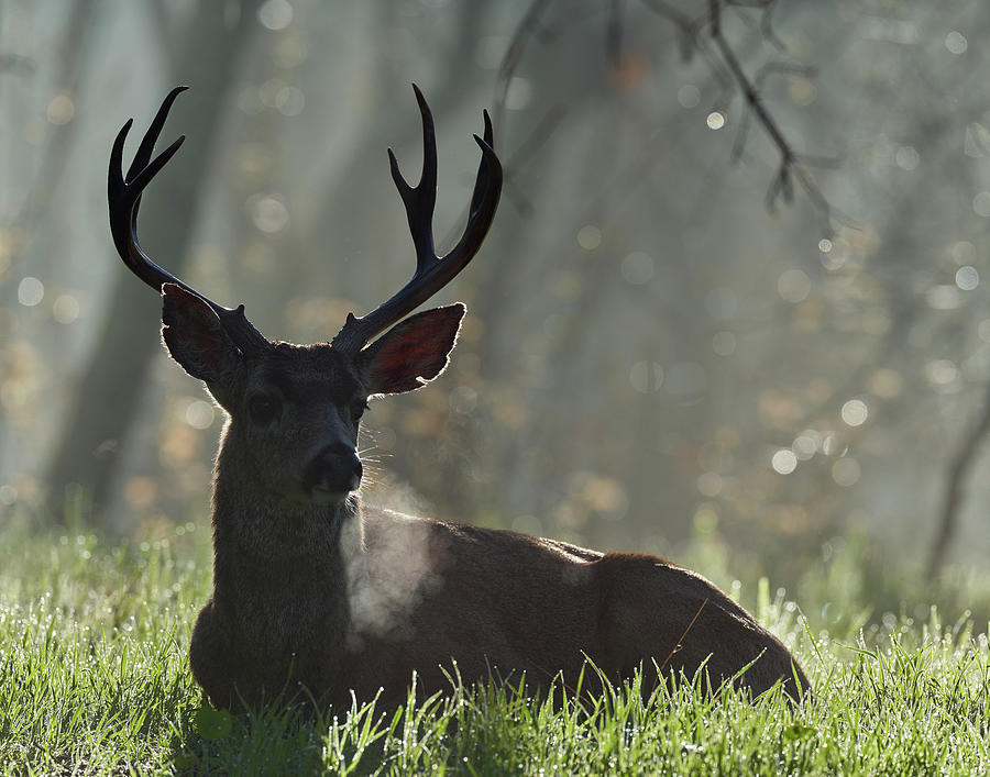 Animal Photograph - Black-tailed Deer, Sacramento County California by Doug Herr