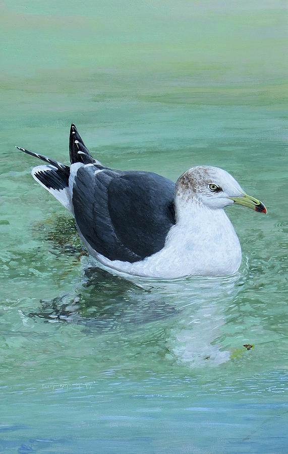 Black-tailed Gull Painting by Barry Kent MacKay
