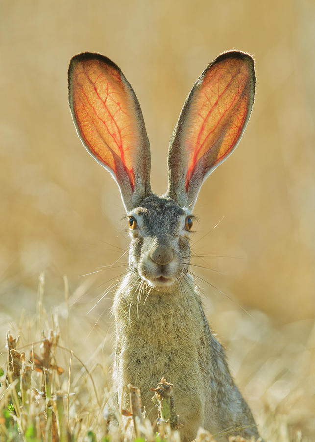 Animal Photograph - Black-tailed Hare a.k.a. Jackrabbit, Yolo County California by Doug Herr