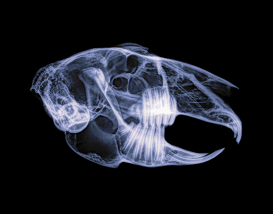 Black-tailed jackrabbit -1 Photograph by Rob Graham
