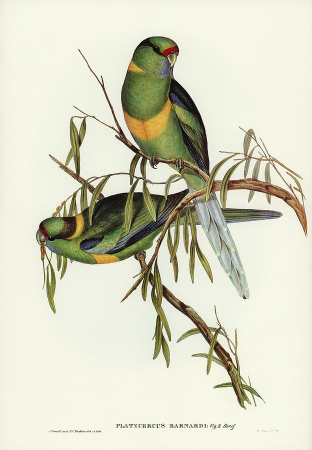 Black-tailed Parakeet  Mixed Media by World Art Collective