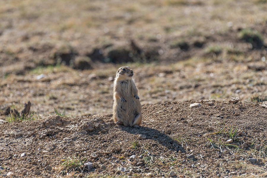 Wildlife Photograph - Black Tailed Prairie Dog 7 by Michael Putthoff