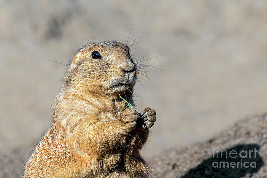 Black-tailed Prairie Dog Photograph by Arterra Picture Library