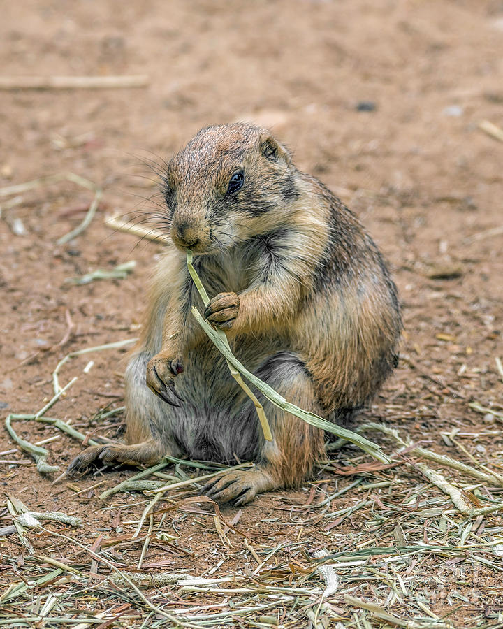black-tailed prairie dog Cynomys ludovicianus Photograph by Gemma Mae Flores Sellers