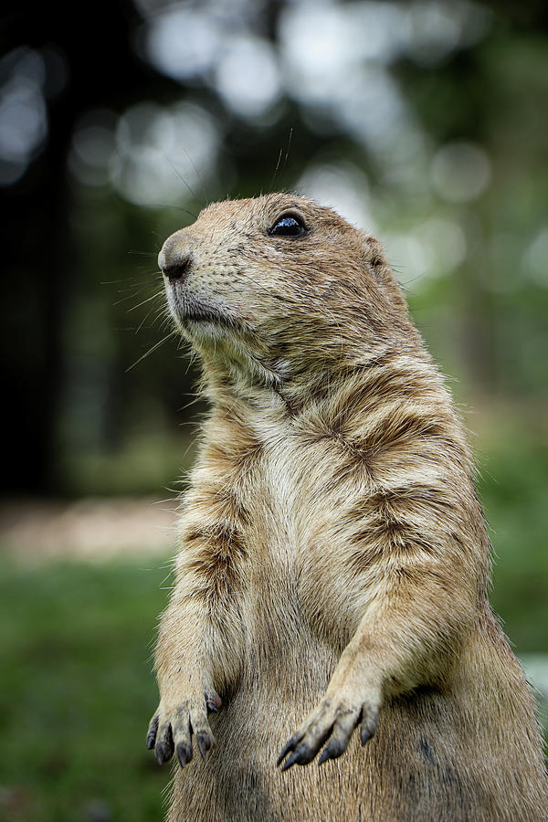 Black-tailed prairie dog - Where are you? Photograph by Vaclav Sonnek