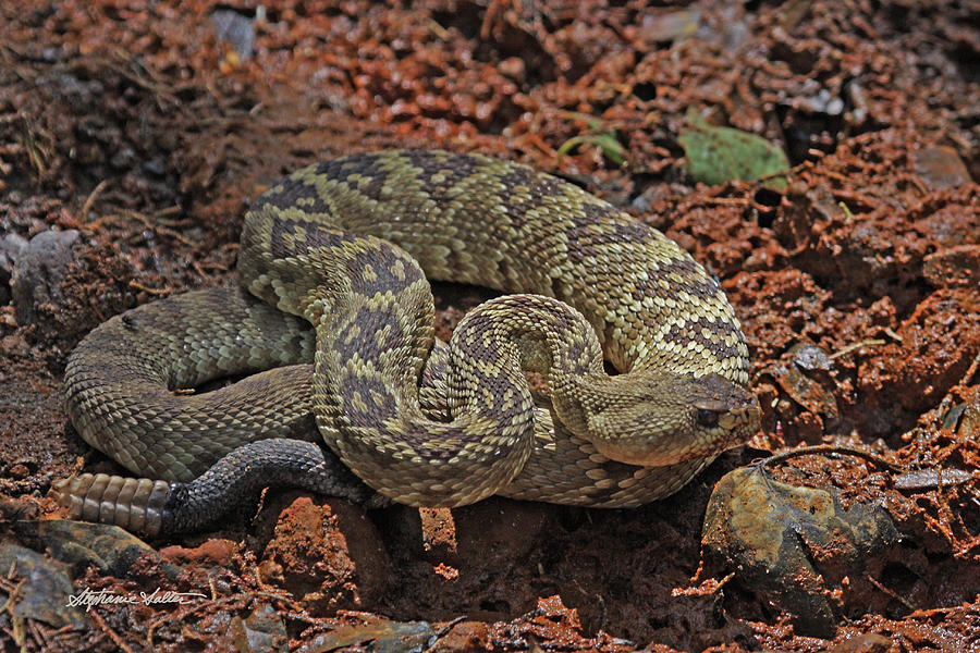 Black-tailed Rattlesnake Photograph by Stephanie Salter