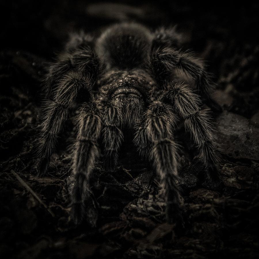 300+ Free Tarantula+Spider & Tarantula Images - Pixabay