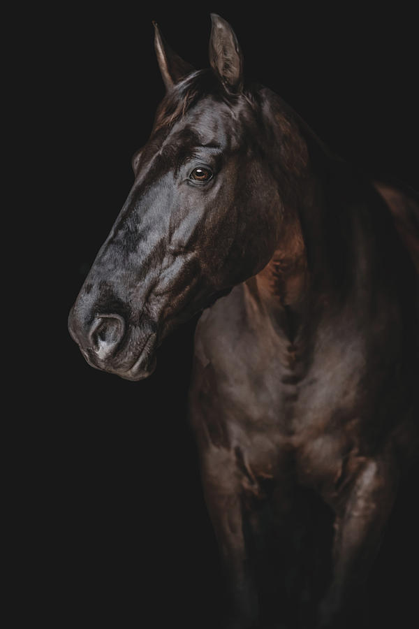 Black Tennessee Walker Horse Portrait Photograph by Susan Del Broccolo ...