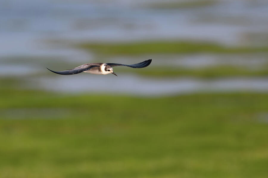 Wildlife Photograph - Black Tern glide by Candice Lowther