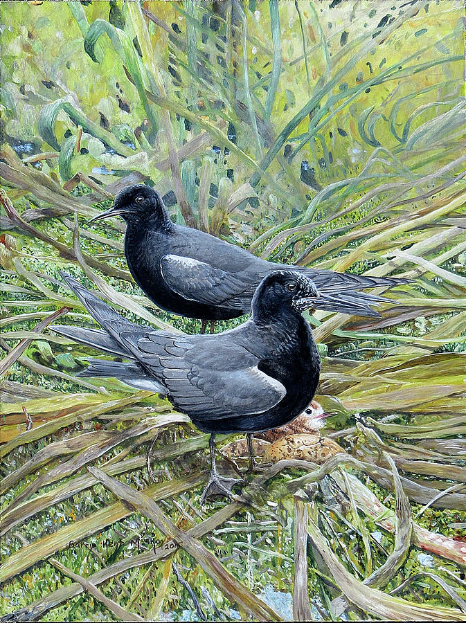 Black Terns Painting by Barry Kent MacKay