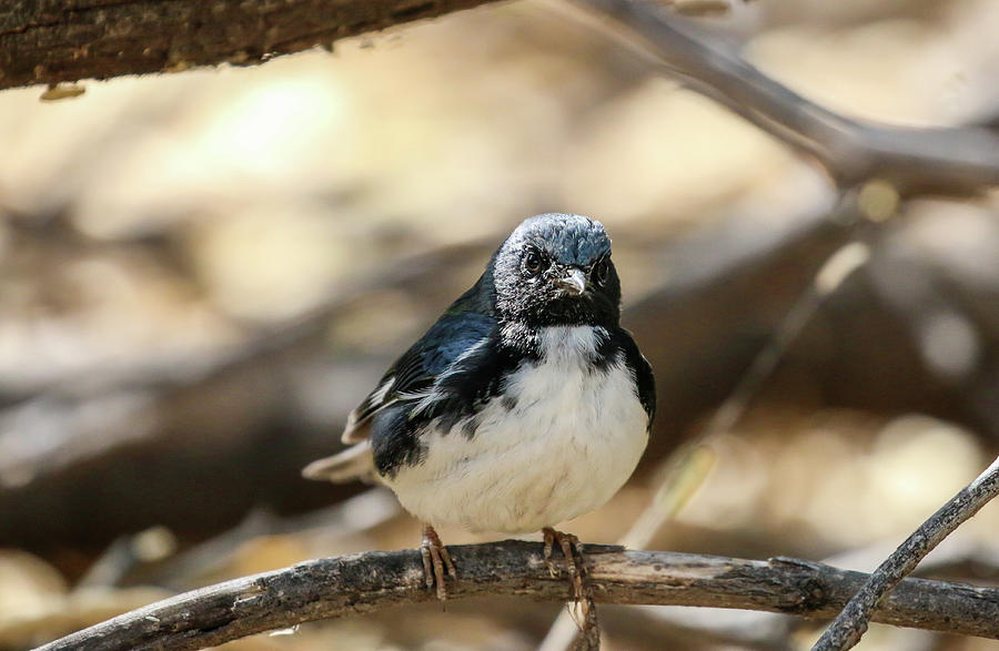 Black Throated Blue Warbler 2 Photograph by Dawn Richards