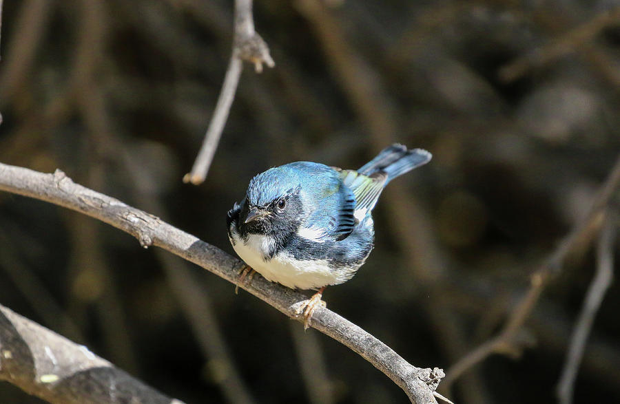 Black Throated Blue Warbler 4 Photograph by Dawn Richards