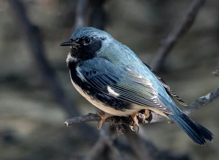 Black-throated Blue Warbler 9556-102920-2 Photograph by Tam Ryan
