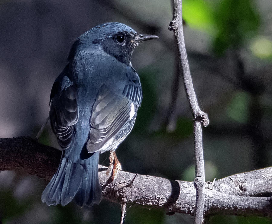Black-throated Blue Warbler 9597-102920-2 Photograph by Tam Ryan
