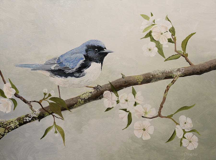 Black-throated Blue Warbler Painting by Charles Owens