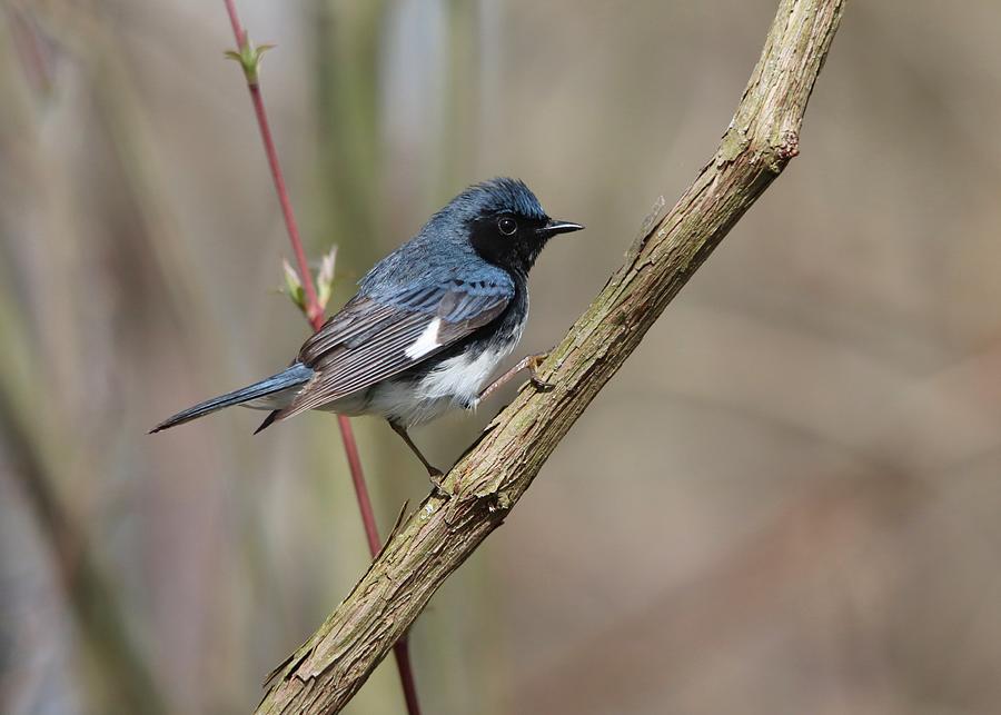 Black-throated Blue Warbler Profile Photograph