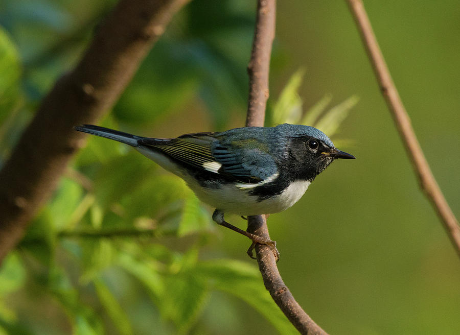 Black-throated Blue Warbler, Setophaga caerulescens, Wood Warbler, North Carolina Uwharries, Fall 3 Photograph by Eric Abernethy