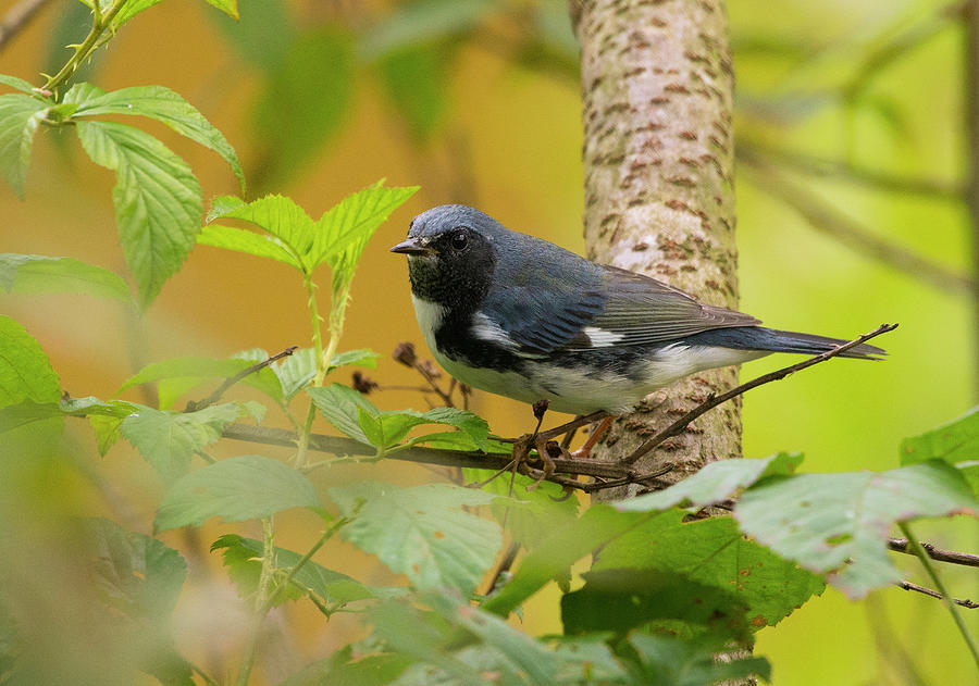 Black-throated Blue Warbler, Setophaga caerulescens, Wood Warbler, North Carolina Uwharries, Fall  Photograph by Eric Abernethy